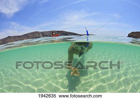 A Young Man Snorkeling Underwater Holding A Starfish In His Hand; La Paz Baja California Sur Mexico View Large Photo Image Stock Photography - A Young Man Snorkeling Underwater Holding A Starfish In His Hand; La Paz Baja California Sur Mexico. Fotosearch