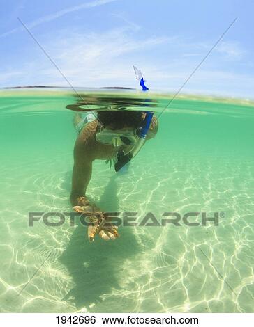 A Young Man Snorkels Holding A Starfish Underwater; La Paz Baja California Sur Mexico View Large Photo Image Stock Photograph - A Young Man Snorkels Holding A Starfish Underwater; La Paz Baja California Sur Mexico. Fotosearch