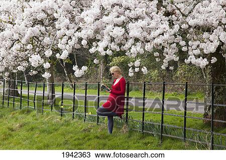 Stock Image - A Young Woman Leans Against A Fence And Reads A Book Under The Cherry Blossom Trees; Killarney County Kerry Ireland. Fotosearch