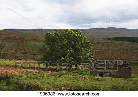 Abandoned And Ruined House And Tree; Allen Valley Northumberland England View Large Photo Image Stock Photograph - Abandoned And Ruined House And Tree; Allen Valley Northumberland England. Fotosearch