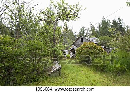 Abandoned Heritage House In Cougar Annie's Garden; Boat Basin, Vancouver Island, British Columbia, Canada View Large Photo Image Picture - Abandoned Heritage House In Cougar Annie's Garden; Boat Basin, Vancouver Island, British Columbia, Canada. Fotosearch