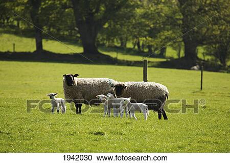 Adult Sheep And Lambs In Field; Dublin County Dublin Ireland View Large Photo Image Stock Image - Adult Sheep And Lambs In Field; Dublin County Dublin Ireland. Fotosearch
