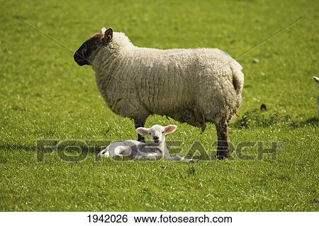 Stock Photograph - Adult Sheep With Lamb; Dublin County Dublin Ireland. Fotosearch
