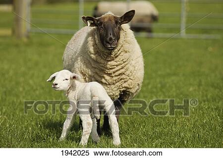 Stock Photography - Adult Sheep With Lamb; Dublin County Dublin Ireland. Fotosearch