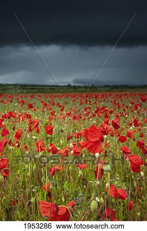 Stock Photograph - an abundance of poppies in a field under a stormy sky; northumberland england. Fotosearch