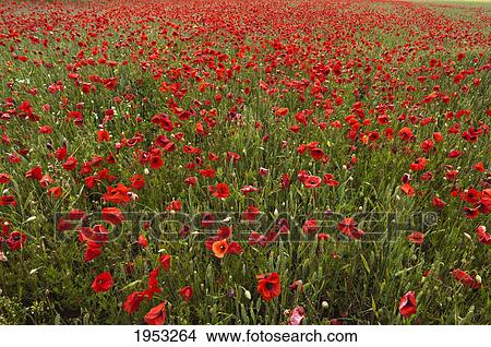 an abundance of red poppies in a field; northumberland england View Large Photo Image Picture - an abundance of red poppies in a field; northumberland england. Fotosearch