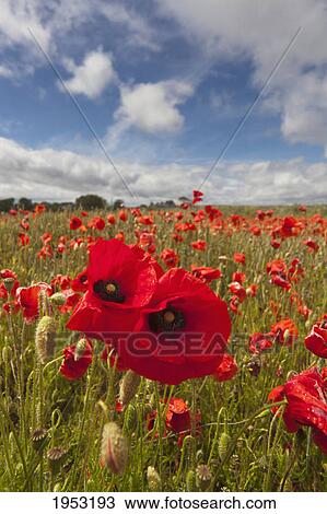 Stock Image - an abundance of red poppies in a field; northumberland england. Fotosearch