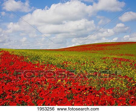 Stock Photograph - an abundance of red poppies in a field; corbridge northumberland england. Fotosearch