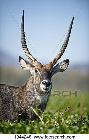 an antelope standing amongst tall plants; kenya View Large Photo Image Stock Photo - an antelope standing amongst tall plants; kenya. Fotosearch