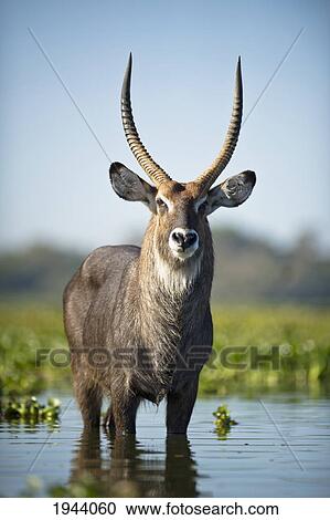 Stock Image - An Antelope Standing In Shallow Water; Kenya. Fotosearch