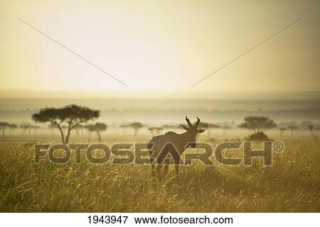 Stock Photo - An Antelope Walks In The Grassland At Sunset; Kenya. Fotosearch