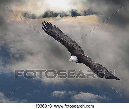 An Eagle In Flight Rising Above The Storm; Pateros Washington United States Of America View Large Photo Image Stock Image - An Eagle In Flight Rising Above The Storm; Pateros Washington United States Of America. Fotosearch
