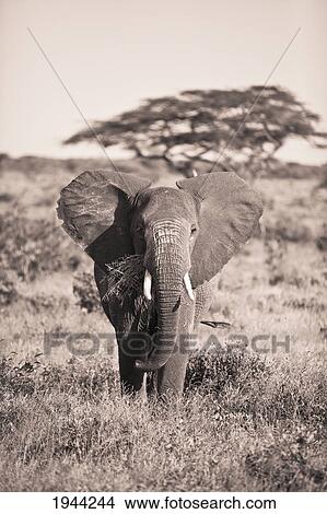 an elephant carrying long grass in it's mouth; samburu kenya View Large Photo Image Picture - an elephant carrying long grass in it's mouth; samburu kenya. Fotosearch