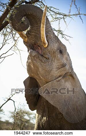 an elephant eats the leaves high up in a tree; kenya View Large Photo Image Stock Photo - an elephant eats the leaves high up in a tree; kenya. Fotosearch