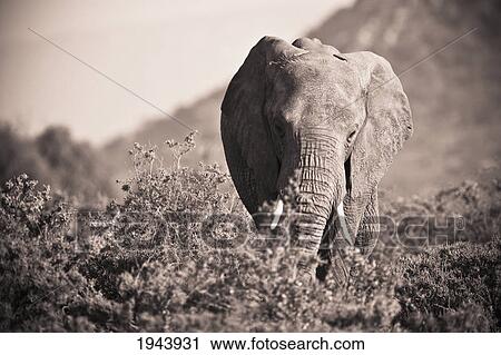 An Elephant Walking In The Bush; Samburu Kenya View Large Photo Image Stock Image - An Elephant Walking In The Bush; Samburu Kenya. Fotosearch