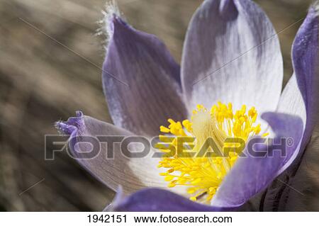 Stock Image - An Opened Prairie Crocus; Calgary Alberta Canada. Fotosearch