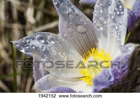 Stock Image - An Opened Prairie Crocus With Water Droplets; Calgary Alberta Canada. Fotosearch