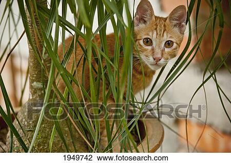 Stock Image - an orange cat playing in a green house plant; melaka malaysia. Fotosearch