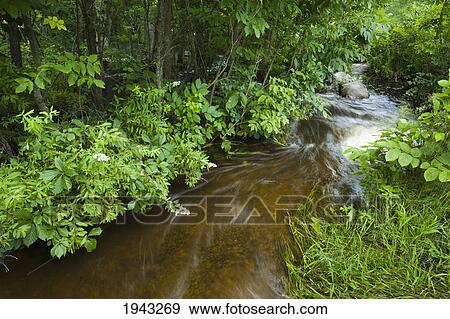 An Overflowing River Flows Through The Trees; Pinawa Manitoba Canada View Large Photo Image Stock Photo - An Overflowing River Flows Through The Trees; Pinawa Manitoba Canada. Fotosearch