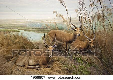 antelope in the grass near the river; san francisco california united states of america View Large Photo Image Stock Photo - antelope in the grass near the river; san francisco california united states of america. Fotosearch