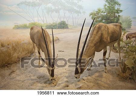 Stock Image - antelope in the sand with their heads down; san francisco california united states of america. Fotosearch