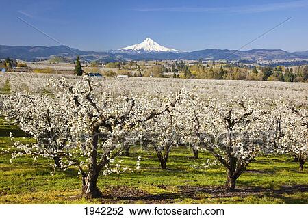 Stock Image - Apple Blossom Trees And Mount Hood In Columbia River Gorge In The Pacific Northwest; Oregon Usa. Fotosearch