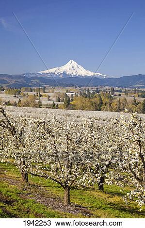 Apple Blossom Trees And Mount Hood In Columbia River Gorge In The Pacific Northwest; Oregon Usa View Large Photo Image Stock Image - Apple Blossom Trees And Mount Hood In Columbia River Gorge In The Pacific Northwest; Oregon Usa. Fotosearch