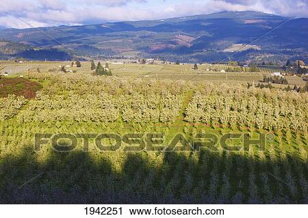 Stock Image - Apple Blossom Trees In Columbia River Gorge In The Pacific Northwest; Oregon United States Of America. Fotosearch