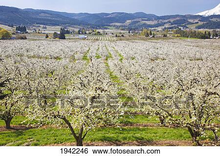 Stock Photograph - Apple Blossoms And Mount Hood In Columbia River Gorge Pacific Northwest; Oregon United States Of America. Fotosearch