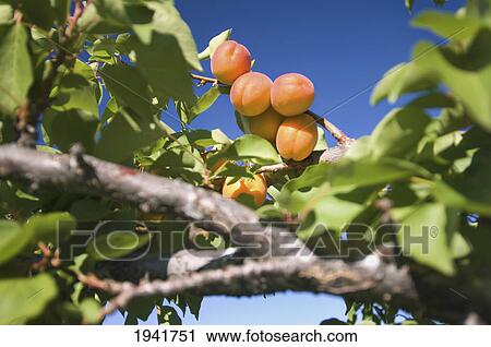 Stock Image - Apricots In A Tree; Washington Usa. Fotosearch