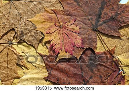 Stock Photography - autumn colored leaves; northumberland england. Fotosearch