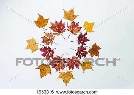 autumn colored leaves placed in a circle; northumberland england View Large Photo Image Stock Photograph - autumn colored leaves placed in a circle; northumberland england. Fotosearch