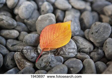 Autumn Leaf On River Rocks At The Kumano-Jinga Shrine In Shinjuku Central Park; Tokyo Japan View Large Photo Image Stock Photo - Autumn Leaf On River Rocks At The Kumano-Jinga Shrine In Shinjuku Central Park; Tokyo Japan. Fotosearch