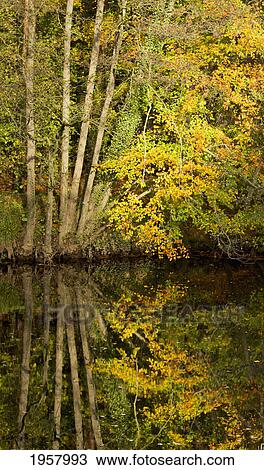 autumn reflections in the river nidd; nidderdale yorkshire england View Large Photo Image Stock Image - autumn reflections in the river nidd; nidderdale yorkshire england. Fotosearch