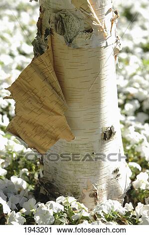 Bark Peeling Off A Birch Tree; Portland Oregon United States Of America View Large Photo Image Stock Image - Bark Peeling Off A Birch Tree; Portland Oregon United States Of America. Fotosearch