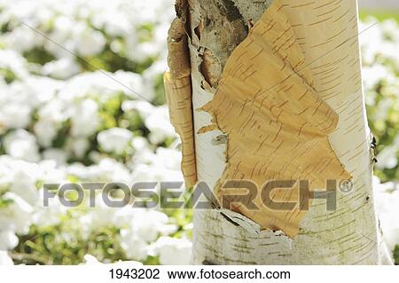 Stock Image - Bark Peeling Off A Birch Tree; Portland Oregon United States Of America. Fotosearch