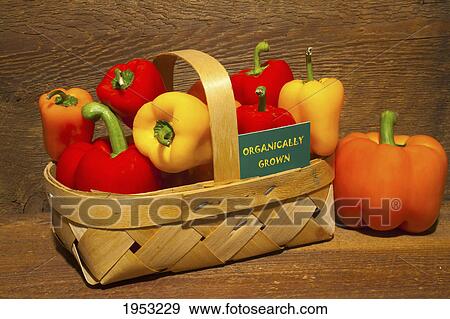 bell peppers in a basket with an organically grown sign; waterloo quebec canada View Large Photo Image Stock Photo - bell peppers in a basket with an organically grown sign; waterloo quebec canada. Fotosearch