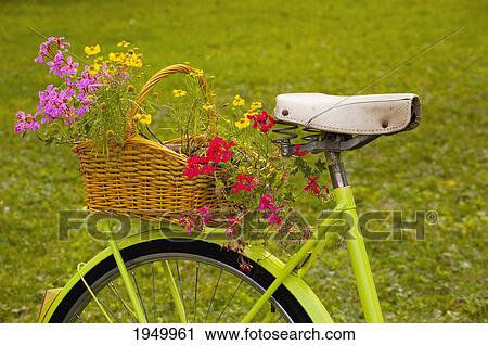 Stock Image - bicycle with flowers in a basket; trois-rivieres quebec canada. Fotosearch