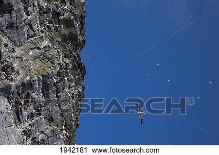 Birds In Flight Against A Blue Sky Beside A Rock Cliff; Noss Scotland View Large Photo Image Stock Image - Birds In Flight Against A Blue Sky Beside A Rock Cliff; Noss Scotland. Fotosearch