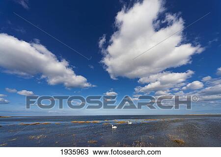 Birds Swimming In The Shallow Water Of The North Sea Close To Shore; Northumberland England View Large Photo Image Stock Image - Birds Swimming In The Shallow Water Of The North Sea Close To Shore; Northumberland England. Fotosearch