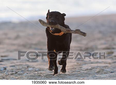 Black Labrador Retriever Running With Stick On Beach; Tarifa, Cadiz, Spain View Large Photo Image Stock Image - Black Labrador Retriever Running With Stick On Beach; Tarifa, Cadiz, Spain. Fotosearch