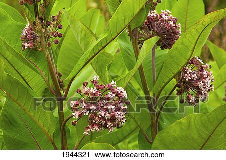 blossoms on a milk weed plant (asclepias syriaca); fulford quebec canada View Large Photo Image Stock Image - blossoms on a milk weed plant (asclepias syriaca); fulford quebec canada. Fotosearch
