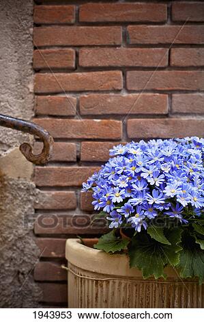 Stock Image - Blue Daisies In A Flower Pot Against A Brick Wall; Genoa Liguria Italy. Fotosearch