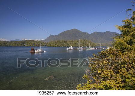 Boats In Harbour; Tofino, Vancouver Island, British Columbia, Canada View Large Photo Image Stock Photo - Boats In Harbour; Tofino, Vancouver Island, British Columbia, Canada. Fotosearch
