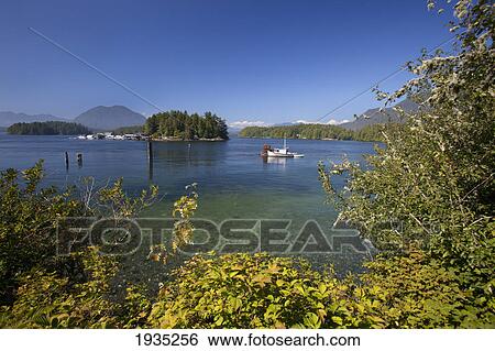 Boats In Harbour; Tofino, Vancouver Island, British Columbia, Canada View Large Photo Image Stock Photograph - Boats In Harbour; Tofino, Vancouver Island, British Columbia, Canada. Fotosearch