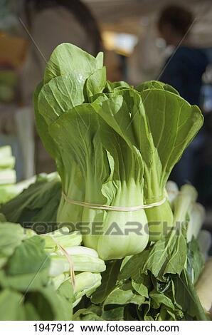 bok choy standing up at farmers market; berkeley california united states of america View Large Photo Image Stock Image - bok choy standing up at farmers market; berkeley california united states of america. Fotosearch