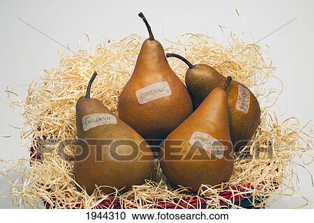 Stock Image - bosch pears in a basket with organic labels; waterloo quebec canada. Fotosearch