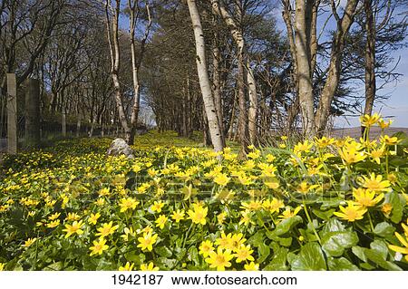 Stock Photo - Buttercups Along The Edge Of A Forest; Shetland Scotland. Fotosearch