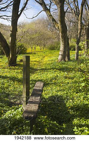 Stock Photo - Buttercups Growing On The Ground Amongst The Trees; Shetland Scotland. Fotosearch