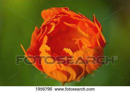 Stock Photograph - calendula flower opening; petaluma california united states of america. Fotosearch